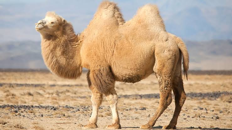 Have you not noticed how we created the camel? Qur'an 88:17 – Kosofe Post